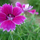 100 Stück Samen - Lila Nelke Dianthus Caryophyllus Blumensamen Hausgarten Dekor