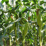 40 Stück/Beutel Maissamen, Nahrhafte Früchte, Essbare, Mehrfarbige, Natürliche Maissamen Für Den Bauernhof, Gartensamen, Jetzt Zum Pflanzen Maissamen