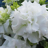20 Teile/Beutel Petunia Hybrida Samen Klettern Dürretolerante Mehrfarbige Wellenserie Blumensamen Für Garten Gartensamen Zum Pflanzen Jetzt Rosa Petunia Hybrida-Samen