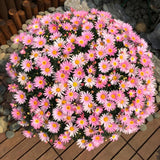 100 Stück/Beutel Dahlia Pinnata-Samen, Duftende, Gut Keimende, Gut Angepasste Chrysanthemen-Blumensämlinge Für Den Garten, Gartensamen Zum Pflanzen Jetzt Chrysanthemensamen