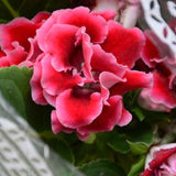 100 Stück/Beutel Gloxinia-Samen, Volle Sonne, Brauchen Schnell Wachsende Pflanzen, Garten, Bunte Pflanzen, Samen Für Den Garten, Samen Zum Pflanzen Jetzt Violett
