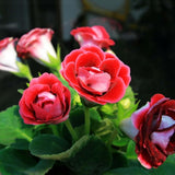 100 Stück/Beutel Gloxinia-Samen, Volle Sonne, Brauchen Schnell Wachsende Pflanzen, Garten, Bunte Pflanzen, Samen Für Den Garten, Samen Zum Pflanzen Jetzt Violett