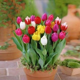 50 Stück/Beutel Tulpensamen, Umweltfreundlich, Gute Wasseraufnahme, Mini-Bunte Topf-Tulpensamen Für Den Hausgarten, Samen Zum Pflanzen Jetzt Rosa Tulpensamen