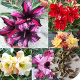 20 Stück/Beutel Wüstenrosensamen, Süß, Einfach Zu Pflanzen, Bunte Adenium Obesum Wüstenrosensamen Für Büro, Garten, Samen Zum Pflanzen Jetzt 2 Samen Der Wüstenrose