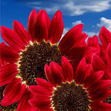 15 Stück / 30 Stück Rote Sonnenblume Seltene Blumensamen, Jährliches Dekor Gesunder Helianthus 15 Stück