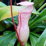 20 Stück/Beutel Nepenthes-Samen Tropische Samen Mit Hoher Keimrate, Mehrfarbig, Seltene Kannenpflanzensamen Für Den Hausgarten, Samen Zum Pflanzen Jetzt Rosa Nepenthes-Samen