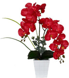 200 Teile/Beutel Phalaenopsis Samen Boden Lebendige Bonsai Garten Motten Orchidee Samen Für Hausgarten Samen Zum Pflanzen Jetzt Phalaenopsis-Samen