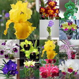 50 Stück/Beutel Samen, Umweltfreundlich, Schnelle Keimung, Eingetopfte Phalaenopsid-Samen Für Den Hausgarten, Samen Zum Pflanzen Jetzt 4 Phalaenopsis-Samen