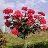 200 Teile/Beutel Rosenbaumsamen DIY Dekorative Gute Mischfarbe Rosenblütenbaum Hinterhof Pflanzensamen Für Hausgarten Samen Zum Pflanzen Jetzt Rosensamen