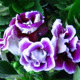 100 Stück/Beutel Gloxinia-Samen, Volle Sonne, Brauchen Schnell Wachsende Pflanzen, Garten, Bunte Pflanzen, Samen Für Den Garten, Samen Zum Pflanzen Jetzt Violett