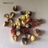 40 Stück/Beutel Maissamen, Nahrhafte Früchte, Essbare, Mehrfarbige, Natürliche Maissamen Für Den Bauernhof, Gartensamen, Jetzt Zum Pflanzen Maissamen