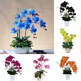 200 Teile/Beutel Phalaenopsis Samen Boden Lebendige Bonsai Garten Motten Orchidee Samen Für Hausgarten Samen Zum Pflanzen Jetzt Phalaenopsis-Samen