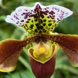 20 Stück/Beutel Cypripedium Corrugatum-Samen, Einfach Zu Pflanzen, Gemischte Farben, Taschen-Slipper-Samen Für Den Hausgarten, Samen Zum Pflanzen Jetzt Cypripedium Corrugatum-Samen