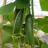 1 Beutel Gurkensamen, Natürliche, Nahrhafte, Stachellose, Süße Fruchtsamen Für Den Garten, Samen Zum Pflanzen Jetzt Gurkensamen