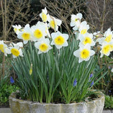 201pcs Mixed Daffodil Seeds - Outdoor Flowers - Rich Colors - Garden Terrace Potted Plant Flower Stand