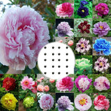 20 Stück/Beutel Pfingstrosensamen, Süß, Einfach Zu Pflanzen, Gemischte Farbe, Paeonia Suffruticosa Blumenbaum-Pflanzensamen Für Den Hausgarten, Samen Zum Pflanzen Jetzt 9
