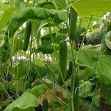 1 Beutel Gurkensamen, Natürliche, Nahrhafte, Stachellose, Süße Fruchtsamen Für Den Garten, Samen Zum Pflanzen Jetzt Gurkensamen