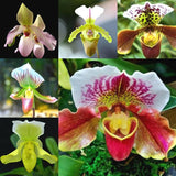 20 Stück/Beutel Cypripedium Corrugatum-Samen, Einfach Zu Pflanzen, Gemischte Farben, Taschen-Slipper-Samen Für Den Hausgarten, Samen Zum Pflanzen Jetzt Cypripedium Corrugatum-Samen