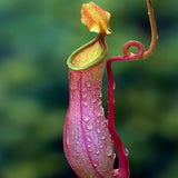 20 Stück/Beutel Nepenthes-Samen Tropische Samen Mit Hoher Keimrate, Mehrfarbig, Seltene Kannenpflanzensamen Für Den Hausgarten, Samen Zum Pflanzen Jetzt Rosa Nepenthes-Samen