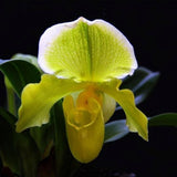 20 Stück/Beutel Cypripedium Corrugatum-Samen, Einfach Zu Pflanzen, Gemischte Farben, Taschen-Slipper-Samen Für Den Hausgarten, Samen Zum Pflanzen Jetzt Cypripedium Corrugatum-Samen