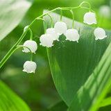 100 Stück/Beutel Samen, Umweltfreundlich, Lebendige Farben, Eingetopfte Convallaria Majalis-Samen Für Den Hausgarten, Samen Zum Pflanzen Jetzt Convallaria Majalis-Samen