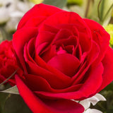 100 Stück/Beutel Rosensamen, Süß, Hohe Keimrate, Mehrfarbig, Mehrjährige Pflanze, Bonsai-Rosenblüten, Samen Für Den Garten, Samen Zum Pflanzen Rot Rosensamen