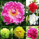 1 Beutel Pfingstrosensamen, Hohe Ertragreiche Blüte, Kleine, Hohe Überlebensrate, Blumensamen Für Den Hausgarten, Samen Zum Pflanzen Jetzt Rot Pfingstrosensamen