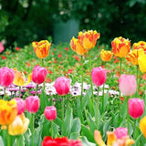 50 Stück/Beutel Tulpensamen, Umweltfreundlich, Gute Wasseraufnahme, Mini-Bunte Topf-Tulpensamen Für Den Hausgarten, Samen Zum Pflanzen Jetzt Rosa Tulpensamen