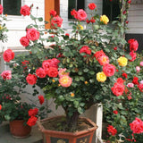 200 Teile/Beutel Rosenbaumsamen DIY Dekorative Gute Mischfarbe Rosenblütenbaum Hinterhof Pflanzensamen Für Hausgarten Samen Zum Pflanzen Jetzt Rosensamen