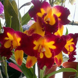 50 Stück/Beutel Samen, Umweltfreundlich, Schnelle Keimung, Eingetopfte Phalaenopsid-Samen Für Den Hausgarten, Samen Zum Pflanzen Jetzt 4 Phalaenopsis-Samen