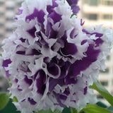20 Teile/Beutel Petunia Hybrida Samen Klettern Dürretolerante Mehrfarbige Wellenserie Blumensamen Für Garten Gartensamen Zum Pflanzen Jetzt Rosa Petunia Hybrida-Samen