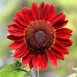 15 Stück / 30 Stück Rote Sonnenblume Seltene Blumensamen, Jährliches Dekor Gesunder Helianthus 15 Stück