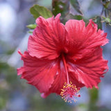 100 Stück/Beutel Hibiskus-Samen, Seltene Blühende Pflanzen, Riesen-Landschaftsbau-Blumensamen Für Gartensamen, Jetzt Zum Pflanzen Hibiskussamen