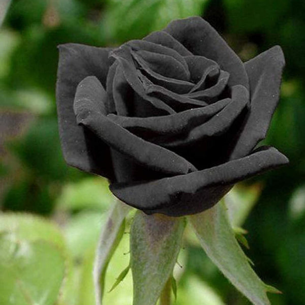 Black Rose Samen, 20Pcs