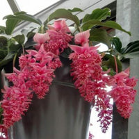 300 Stück Medinilla Magnifica Samen Bonsai Blumenpflanze Hausgarten Hinterhof Dekor Blume Obstbaum Gemüsesamen Samen von Medinilla Magnifica