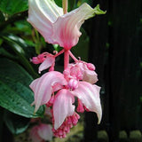 300 Stück Medinilla Magnifica Samen Bonsai Blumenpflanze Hausgarten Hinterhof Dekor Blume Obstbaum Gemüsesamen Samen von Medinilla Magnifica