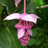 300 Stück Medinilla Magnifica Samen Bonsai Blumenpflanze Hausgarten Hinterhof Dekor Blume Obstbaum Gemüsesamen Samen von Medinilla Magnifica