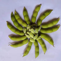 Edamame Samen, 100Pcs