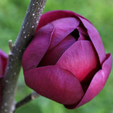 Magnolia Samen, 10Pcs