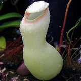 20 Stück/Beutel Nepenthes-Samen Tropische Samen Mit Hoher Keimrate, Mehrfarbig, Seltene Kannenpflanzensamen Für Den Hausgarten, Samen Zum Pflanzen Jetzt Rosa Nepenthes-Samen