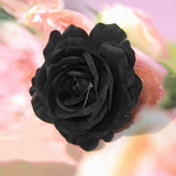 Black Rose Samen, 20Pcs