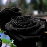 Black Rose Samen, 20Pcs