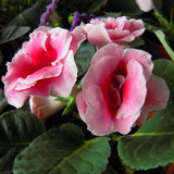 100 Stück/Beutel Gloxinia-Samen, Volle Sonne, Brauchen Schnell Wachsende Pflanzen, Garten, Bunte Pflanzen, Samen Für Den Garten, Samen Zum Pflanzen Jetzt Violett