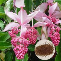 300 Stück Medinilla Magnifica Samen Bonsai Blumenpflanze Hausgarten Hinterhof Dekor Blume Obstbaum Gemüsesamen Samen von Medinilla Magnifica