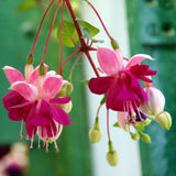 300 Stück Medinilla Magnifica Samen Bonsai Blumenpflanze Hausgarten Hinterhof Dekor Blume Obstbaum Gemüsesamen Samen von Medinilla Magnifica