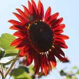 15 Stück / 30 Stück Rote Sonnenblume Seltene Blumensamen, Jährliches Dekor Gesunder Helianthus 15 Stück