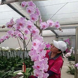 50 Stück/Beutel Samen, Umweltfreundlich, Schnelle Keimung, Eingetopfte Phalaenopsid-Samen Für Den Hausgarten, Samen Zum Pflanzen Jetzt 4 Phalaenopsis-Samen