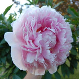 20 Stück/Beutel Pfingstrosensamen, Süß, Einfach Zu Pflanzen, Gemischte Farbe, Paeonia Suffruticosa Blumenbaum-Pflanzensamen Für Den Hausgarten, Samen Zum Pflanzen Jetzt 9
