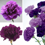 100 Stück Samen - Lila Nelke Dianthus Caryophyllus Blumensamen Hausgarten Dekor