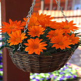 100 Stück/Beutel Dahlia Pinnata-Samen, Duftende, Gut Keimende, Gut Angepasste Chrysanthemen-Blumensämlinge Für Den Garten, Gartensamen Zum Pflanzen Jetzt Chrysanthemensamen